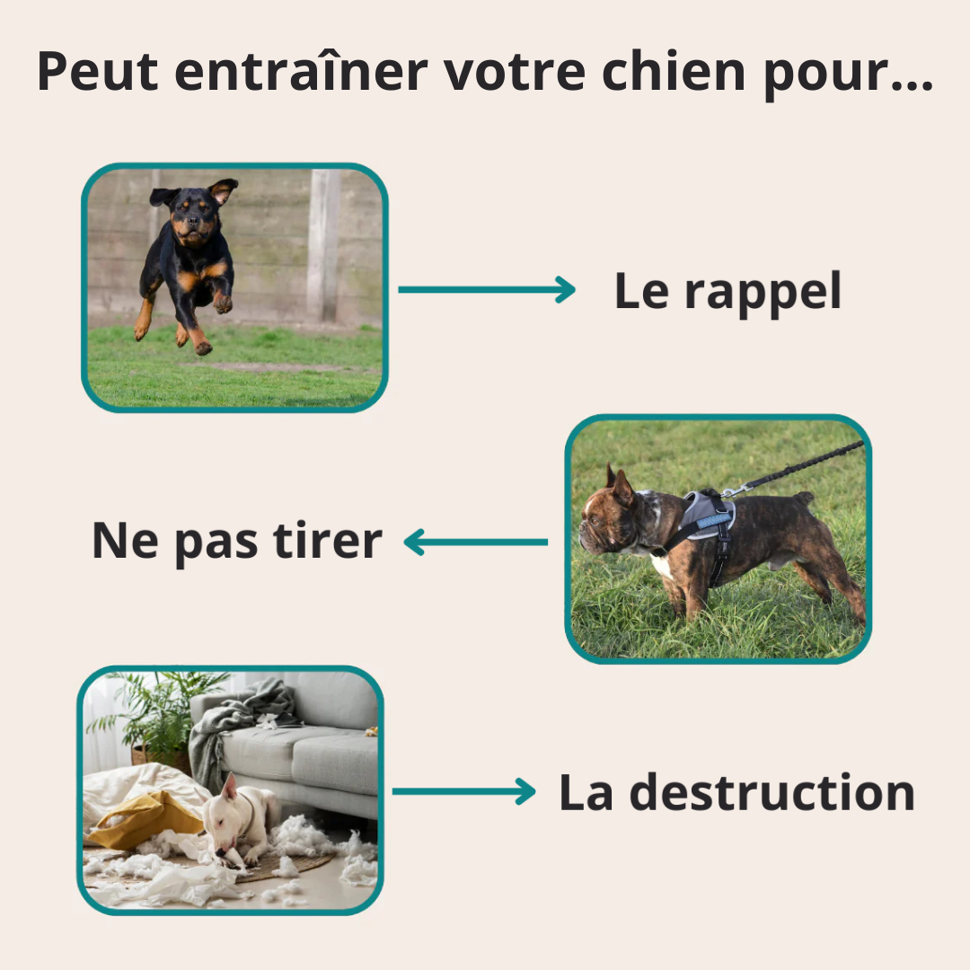 Fini les Aboiements Incessants – La Solution Douce et Immédiate pour Calmer Votre Chien