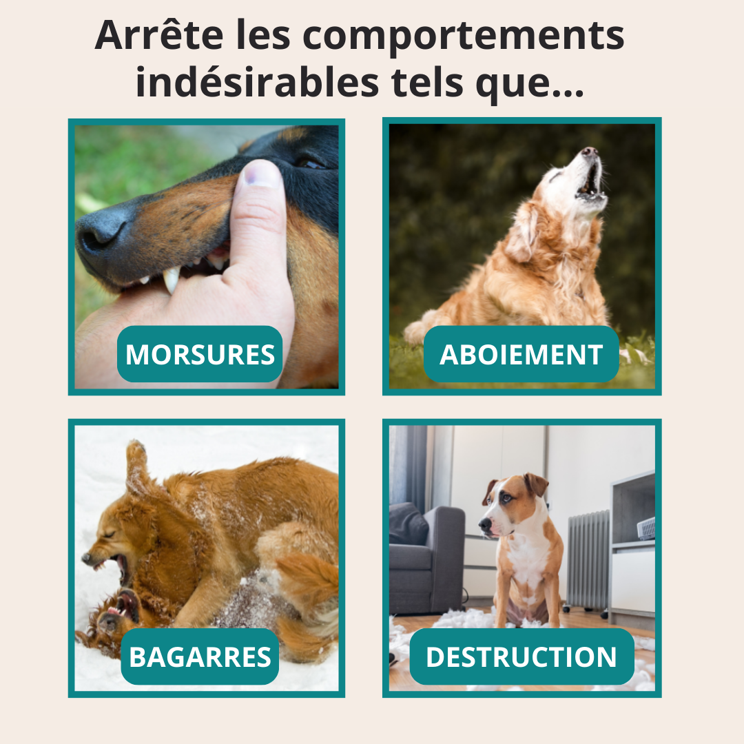 Fini les Aboiements Incessants – La Solution Douce et Immédiate pour Calmer Votre Chien