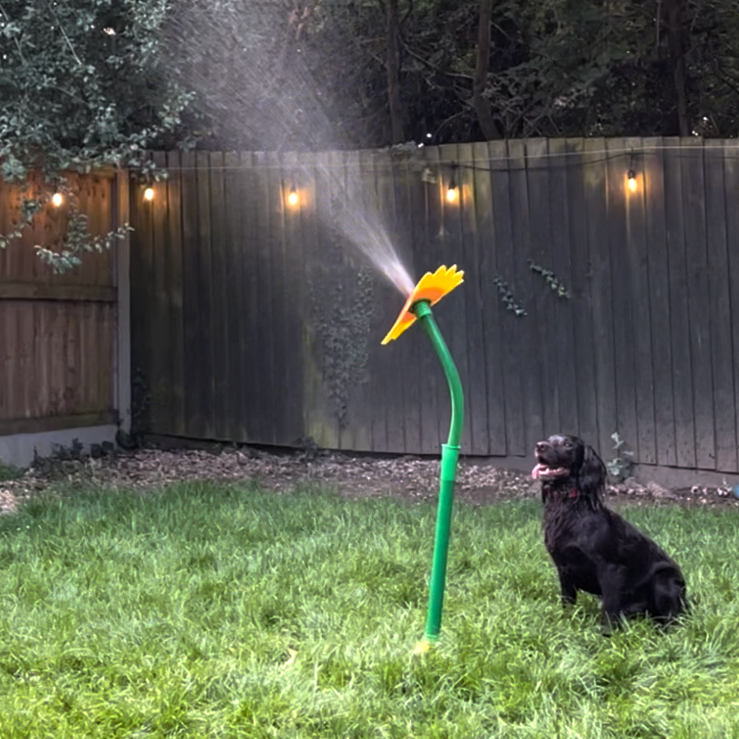 Elle va rendre ton chien fou de joie (et toi, mort de rire) !