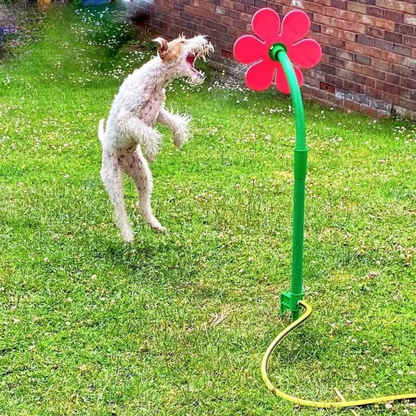 Elle va rendre ton chien fou de joie (et toi, mort de rire) !