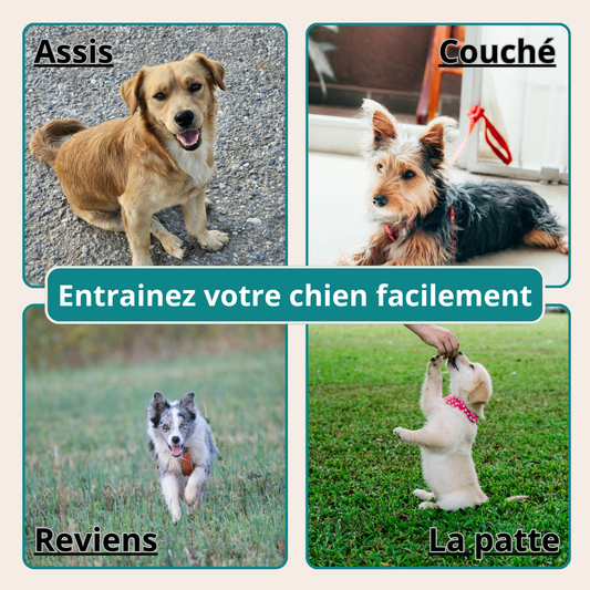 Sifflet d’Entraînement pour Chien à Fréquence Réglable – Pour une Obéissance Sans Crier !